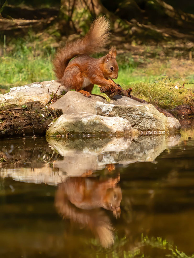 30 Squirrel Reflection